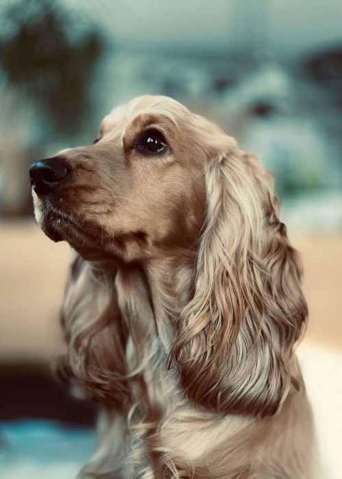 tommy-spfw5bhYcIU-unsplash